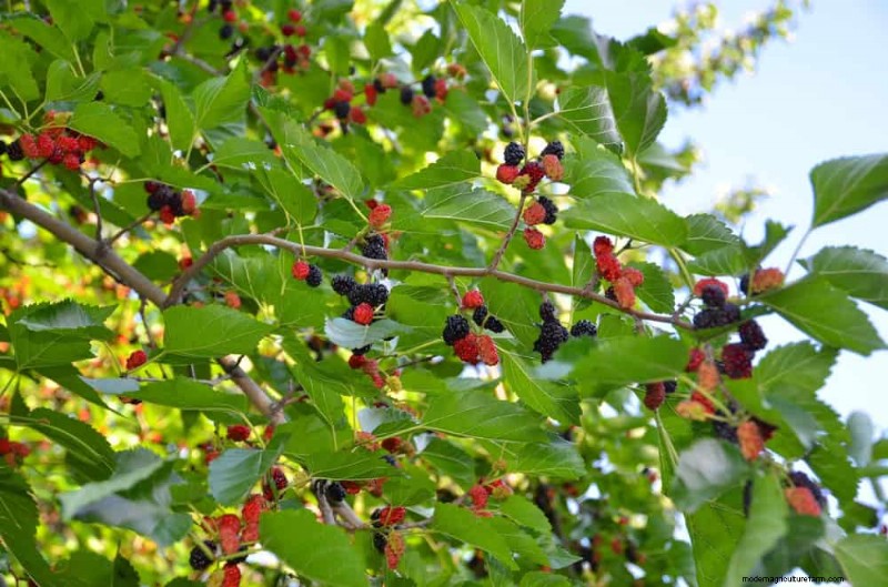 Top 10 Fruit Trees for Spring Planting: Ensure a Sweet Harvest