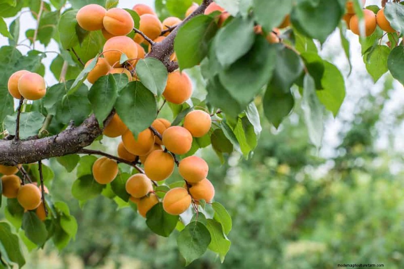 Top 10 Fruit Trees for Spring Planting: Ensure a Sweet Harvest