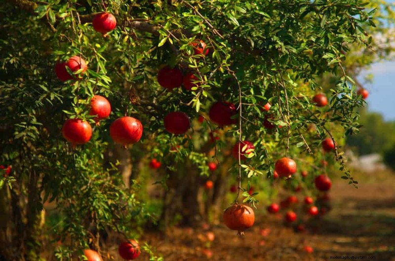 Top 10 Fruit Trees for Spring Planting: Ensure a Sweet Harvest