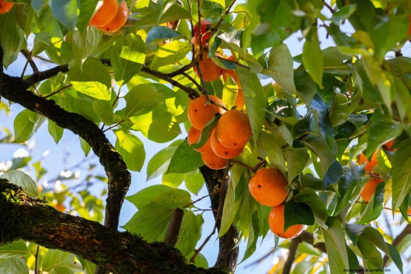 Top 10 Fruit Trees for Spring Planting: Ensure a Sweet Harvest