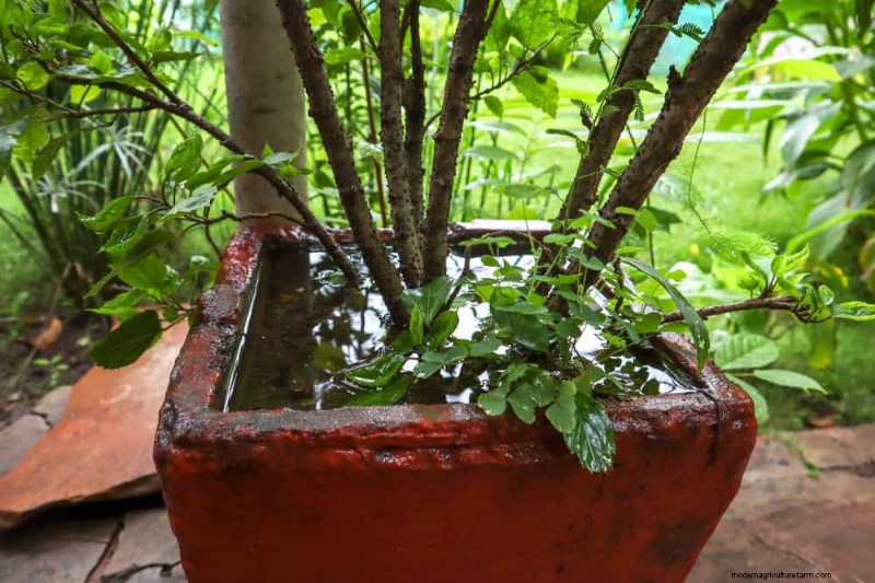 Spring Gardening Mistakes: Avoid Common Pitfalls for a Lush Yard