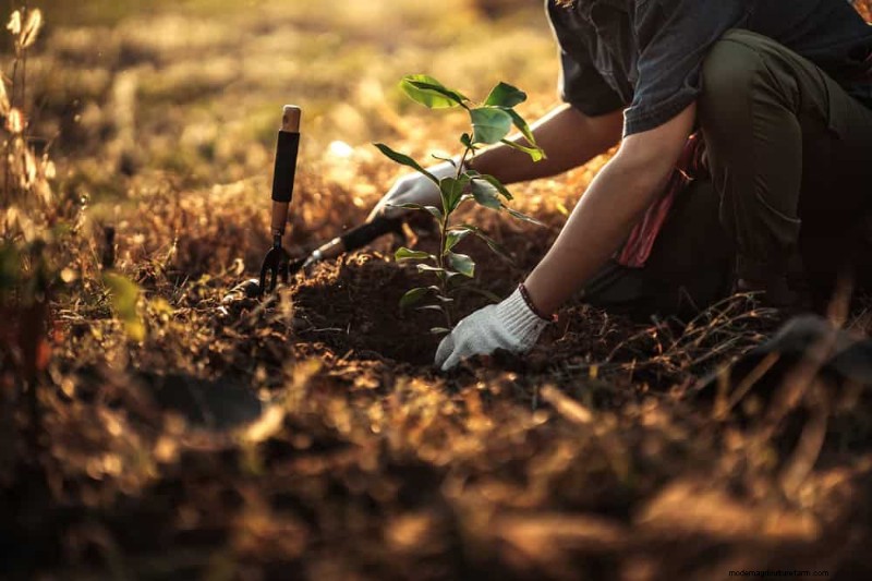 Spring Gardening Mistakes: Avoid Common Pitfalls for a Lush Yard