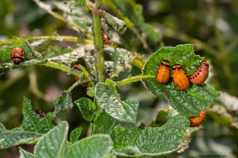 Spring Gardening Mistakes: Avoid Common Pitfalls for a Lush Yard