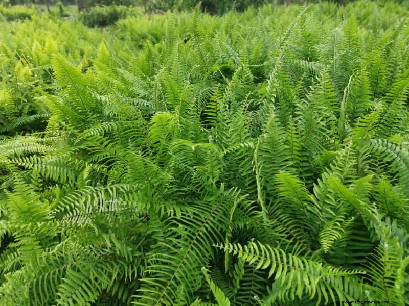 Spring Gardening Mistakes: Avoid Common Pitfalls for a Lush Yard