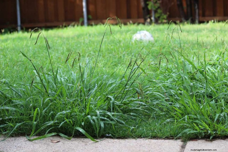 Spring Gardening Mistakes: Avoid Common Pitfalls for a Lush Yard