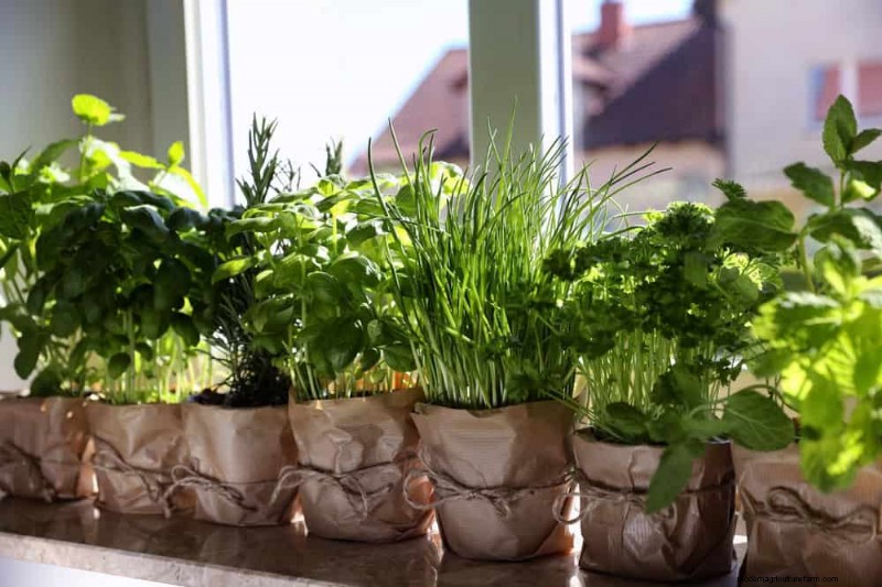 Windowsill Herb Garden: A Step-by-Step Guide to Growing Fresh Herbs