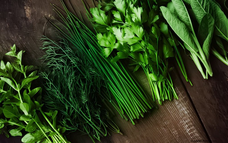 Windowsill Herb Garden: A Step-by-Step Guide to Growing Fresh Herbs