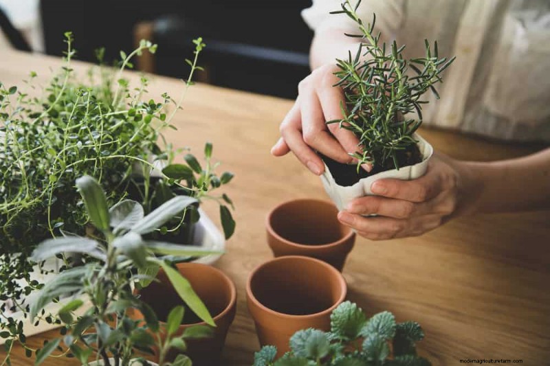 Windowsill Herb Garden: A Step-by-Step Guide to Growing Fresh Herbs