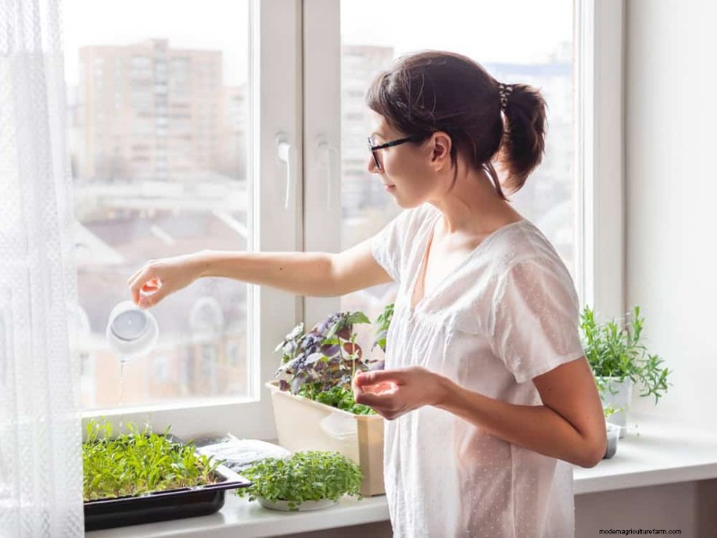 Windowsill Herb Garden: A Step-by-Step Guide to Growing Fresh Herbs