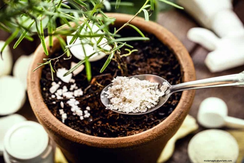 Windowsill Herb Garden: A Step-by-Step Guide to Growing Fresh Herbs