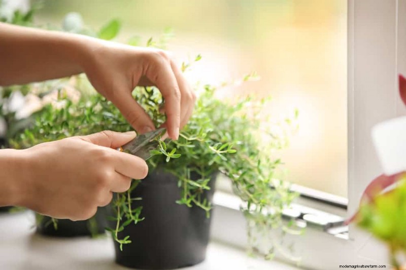 Windowsill Herb Garden: A Step-by-Step Guide to Growing Fresh Herbs
