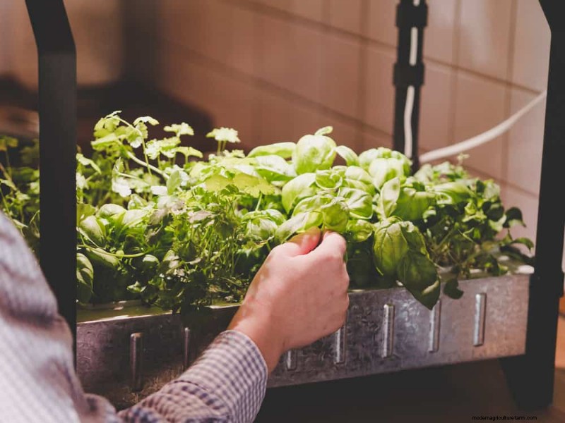Windowsill Herb Garden: A Step-by-Step Guide to Growing Fresh Herbs