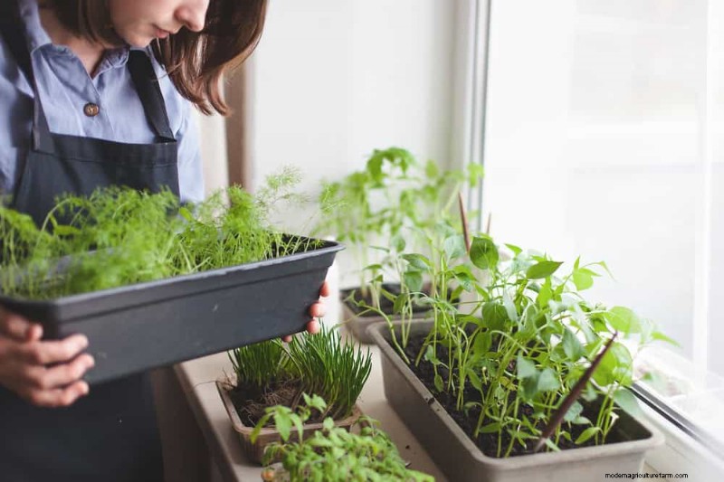 Windowsill Herb Garden: A Step-by-Step Guide to Growing Fresh Herbs