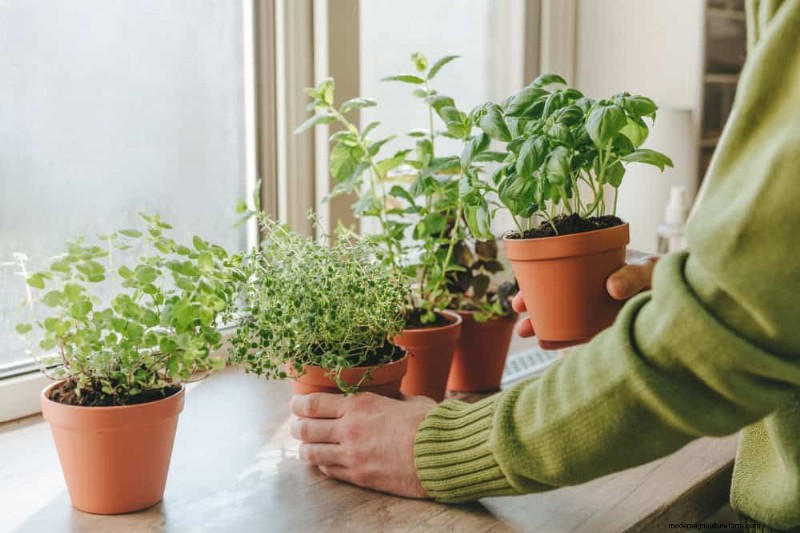 Windowsill Herb Garden: A Step-by-Step Guide to Growing Fresh Herbs