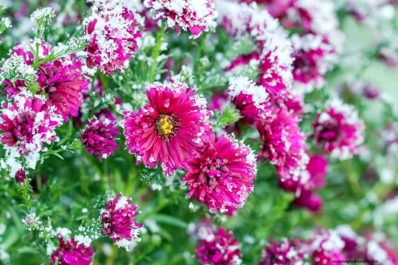 Protect Your Garden: 12 Tips for Late Spring Frost Protection