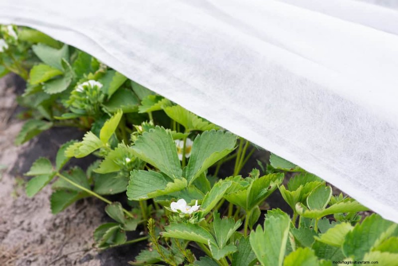 Protect Your Garden: 12 Tips for Late Spring Frost Protection