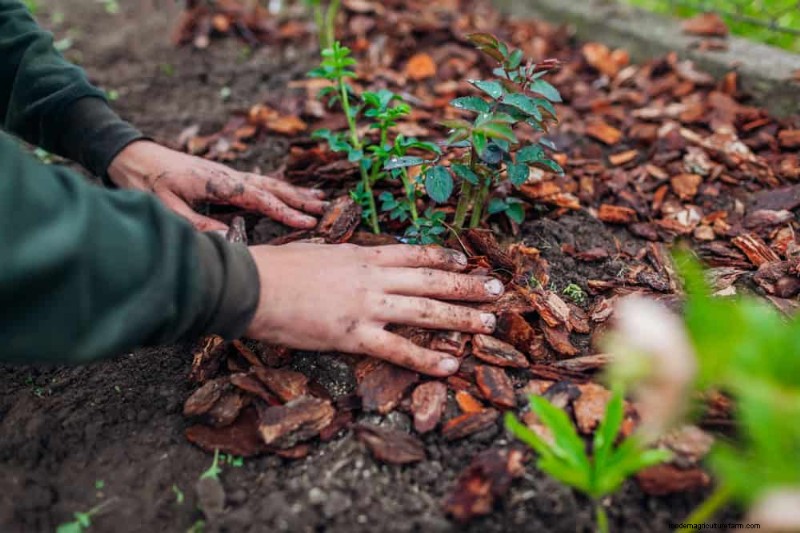 Protect Your Garden: 12 Tips for Late Spring Frost Protection