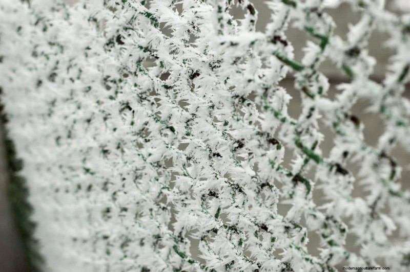 Protect Your Garden: 12 Tips for Late Spring Frost Protection