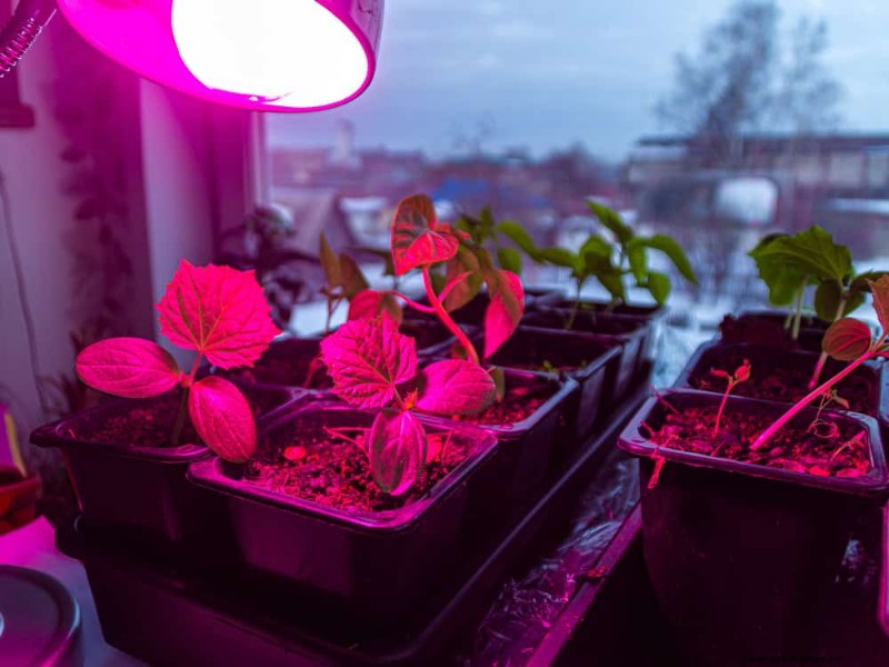 Protect Your Garden: 12 Tips for Late Spring Frost Protection