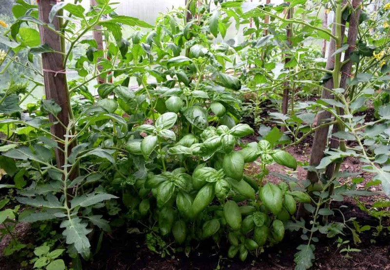 Protect Your Garden: 12 Tips for Late Spring Frost Protection