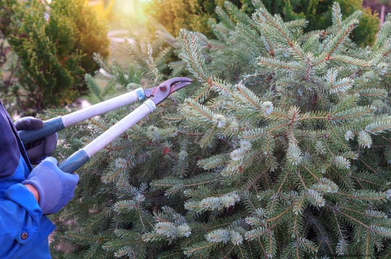 Protect Your Garden: 12 Tips for Late Spring Frost Protection