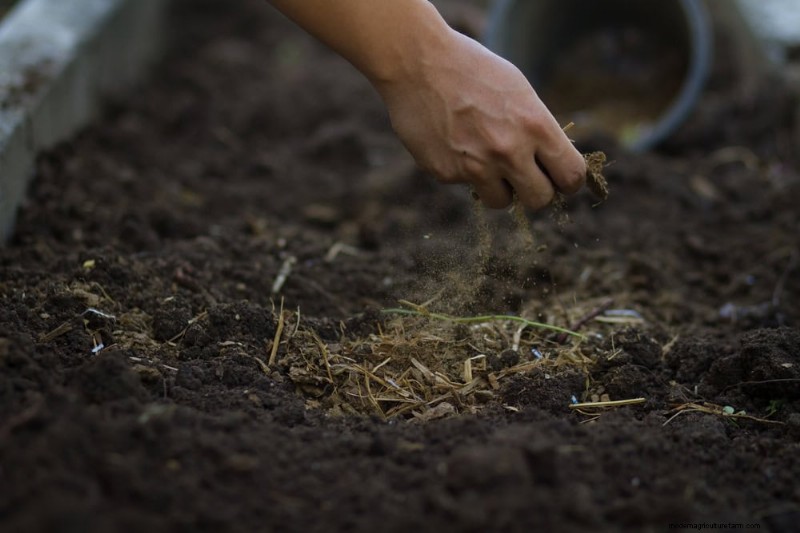 Protect Your Garden: 12 Tips for Late Spring Frost Protection