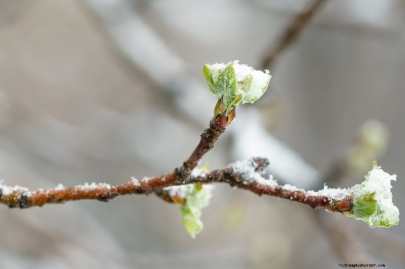 Protect Your Garden: 12 Tips for Late Spring Frost Protection