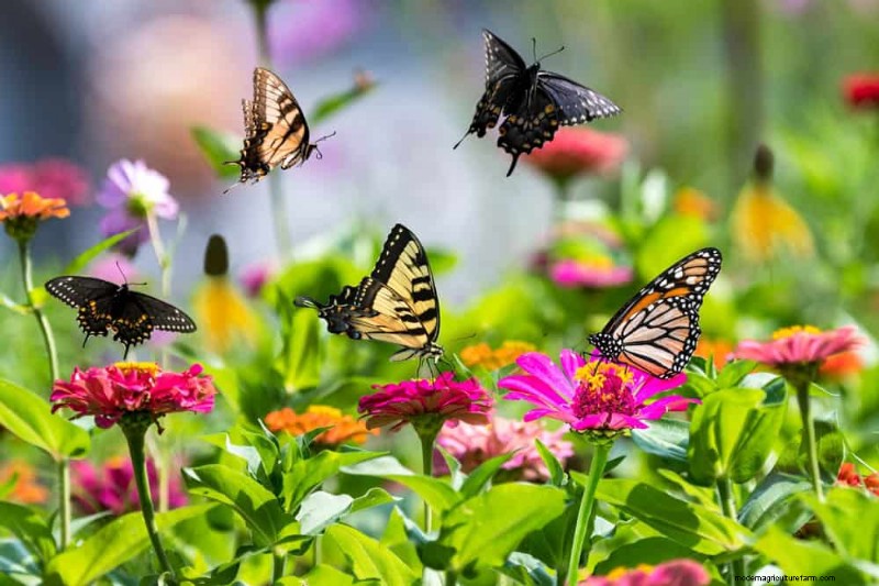 Create a Butterfly Garden: 11 Easy Steps for Spring