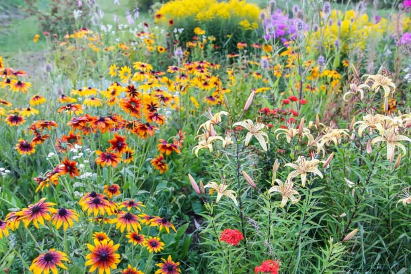 Create a Butterfly Garden: 11 Easy Steps for Spring