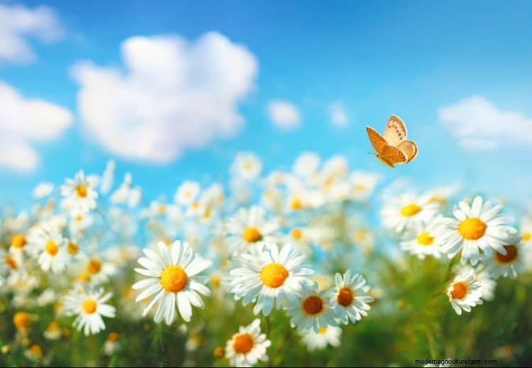Create a Butterfly Garden: 11 Easy Steps for Spring