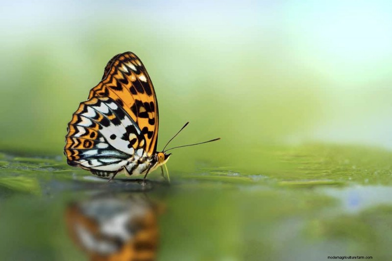 Create a Butterfly Garden: 11 Easy Steps for Spring