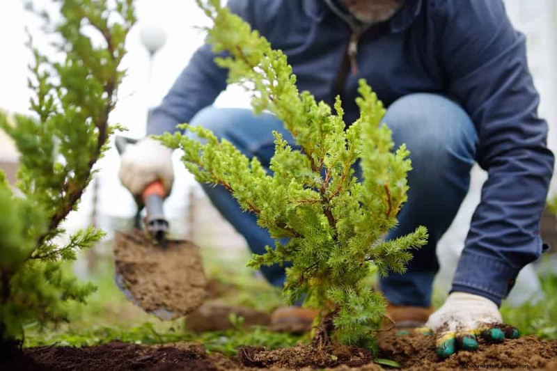 Create a Butterfly Garden: 11 Easy Steps for Spring