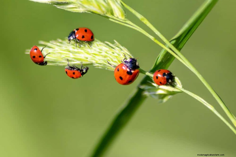Create a Butterfly Garden: 11 Easy Steps for Spring