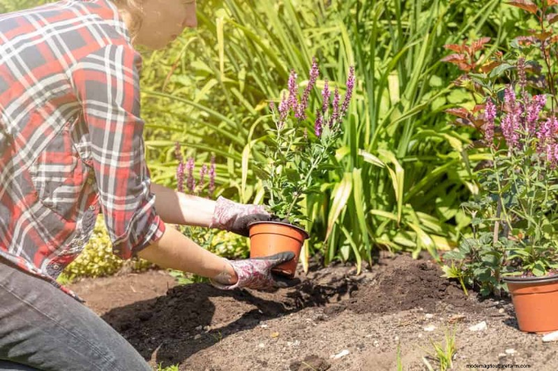 Create a Butterfly Garden: 11 Easy Steps for Spring