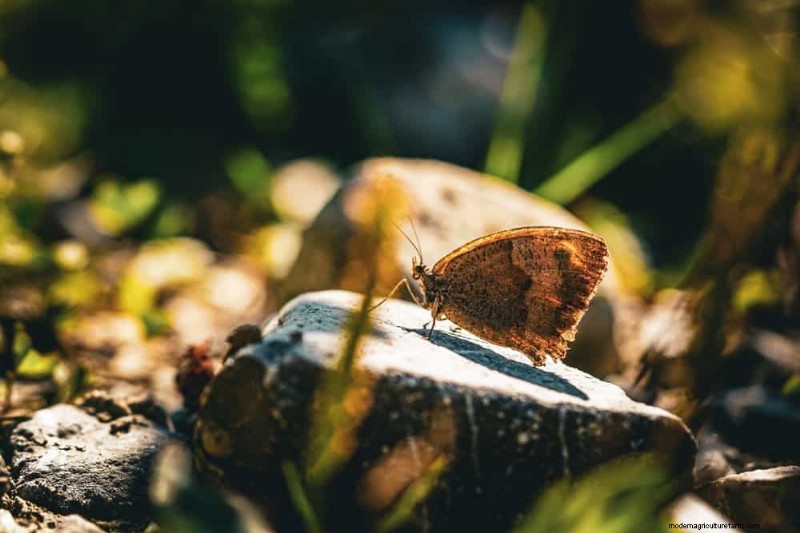 Create a Butterfly Garden: 11 Easy Steps for Spring