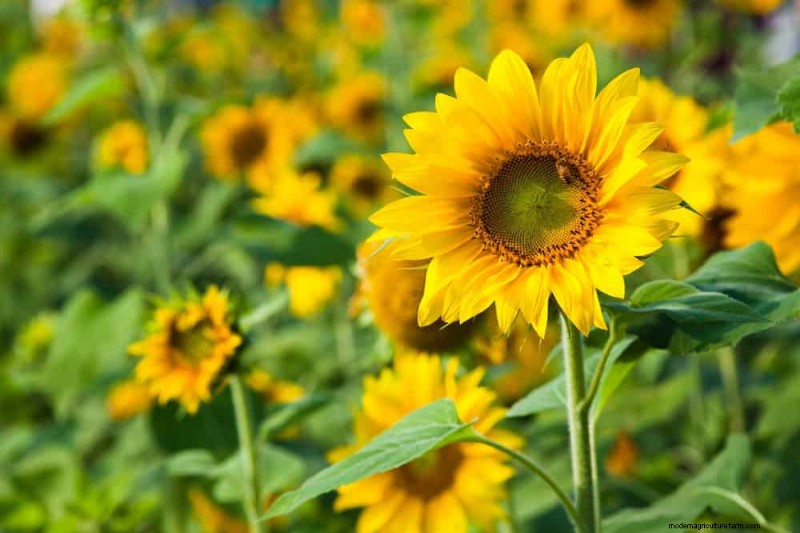 Create a Butterfly Garden: 11 Easy Steps for Spring