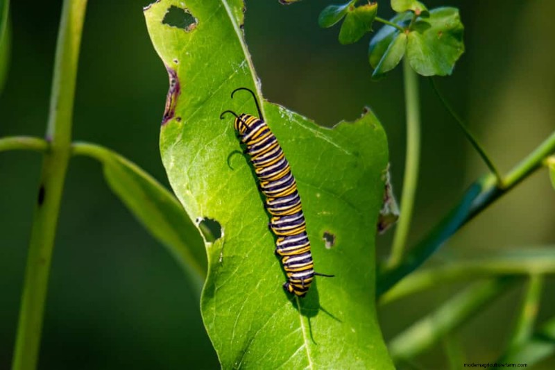 Create a Butterfly Garden: 11 Easy Steps for Spring