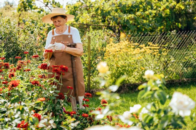 Create a Butterfly Garden: 11 Easy Steps for Spring