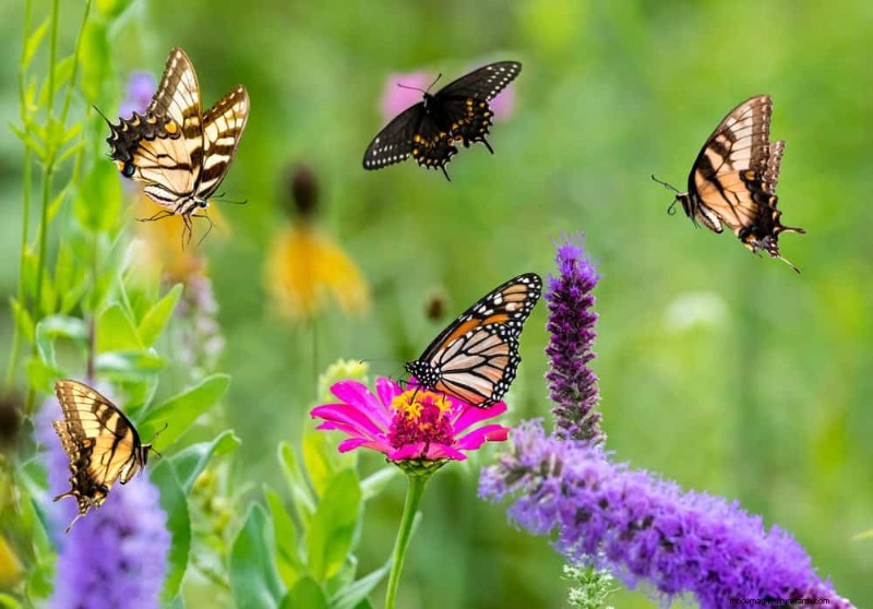 Create a Butterfly Garden: 11 Easy Steps for Spring