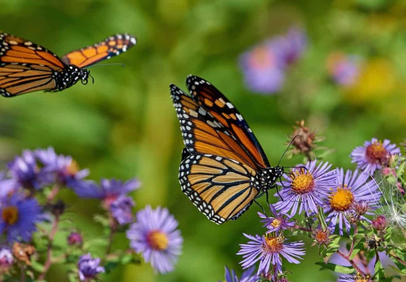 Create a Butterfly Garden: 11 Easy Steps for Spring