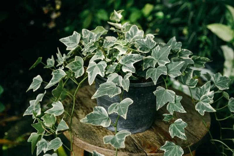 Prevent Houseplant Overgrowth: 9 Tips for Healthy Growth