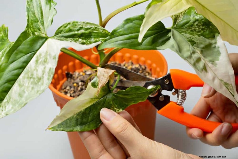 Prevent Houseplant Overgrowth: 9 Tips for Healthy Growth