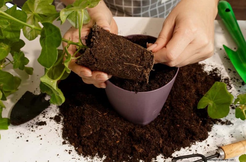 Prevent Houseplant Overgrowth: 9 Tips for Healthy Growth