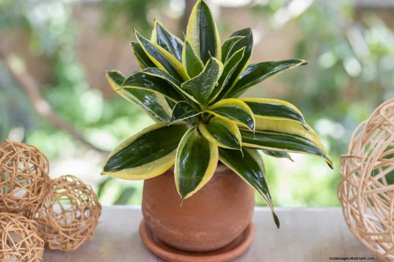 Prevent Houseplant Overgrowth: 9 Tips for Healthy Growth