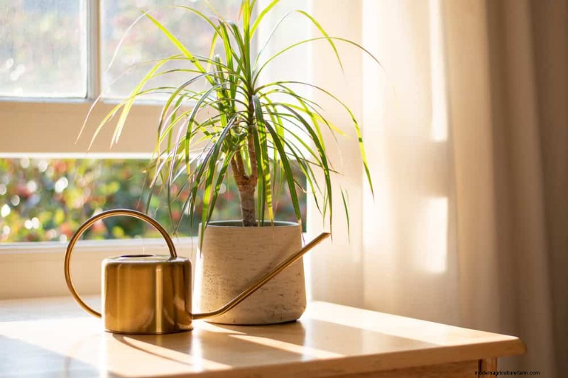 Prevent Houseplant Overgrowth: 9 Tips for Healthy Growth