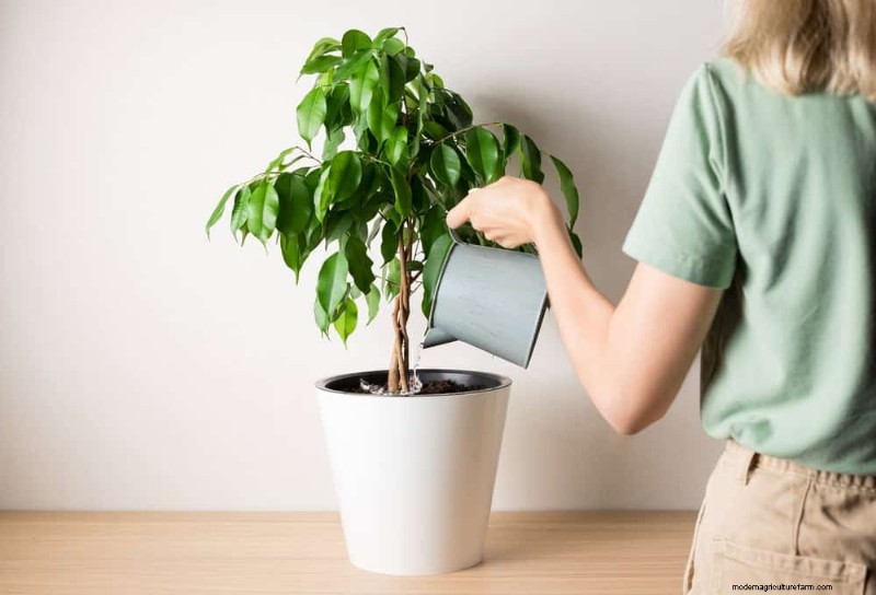 Prevent Houseplant Overgrowth: 9 Tips for Healthy Growth