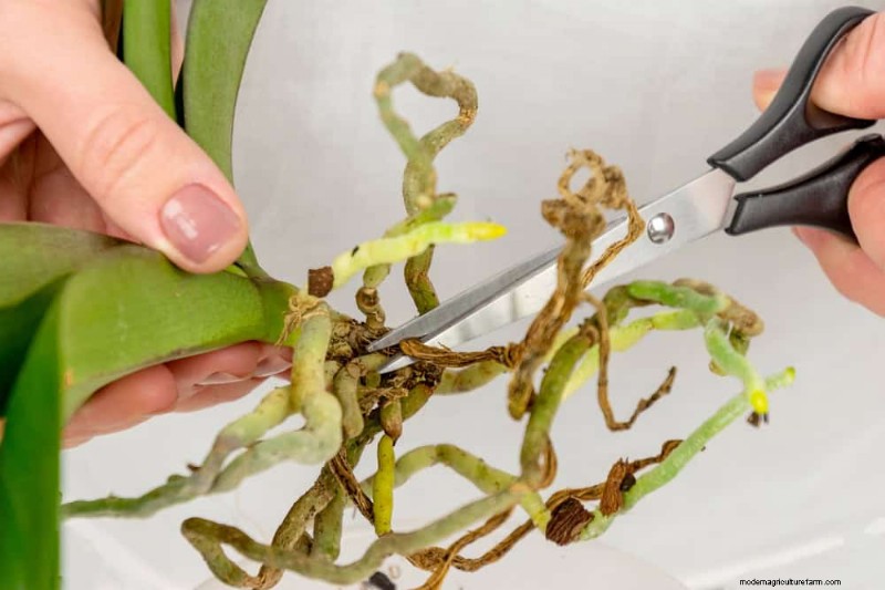 Prevent Houseplant Overgrowth: 9 Tips for Healthy Growth