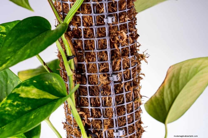 Prevent Houseplant Overgrowth: 9 Tips for Healthy Growth