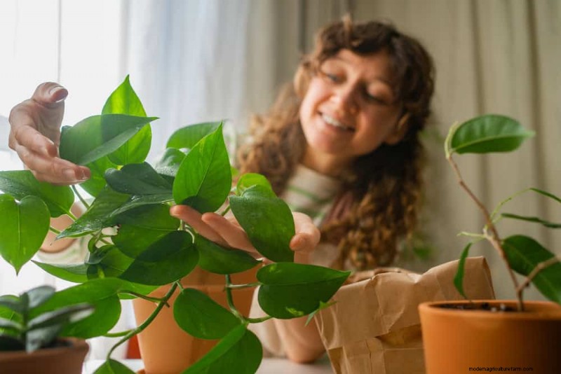 Prevent Houseplant Overgrowth: 9 Tips for Healthy Growth