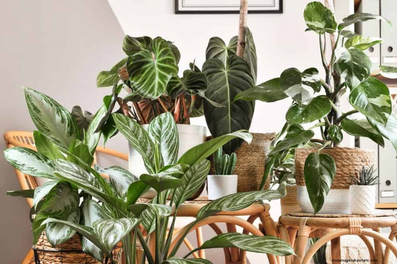 Prevent Houseplant Overgrowth: 9 Tips for Healthy Growth